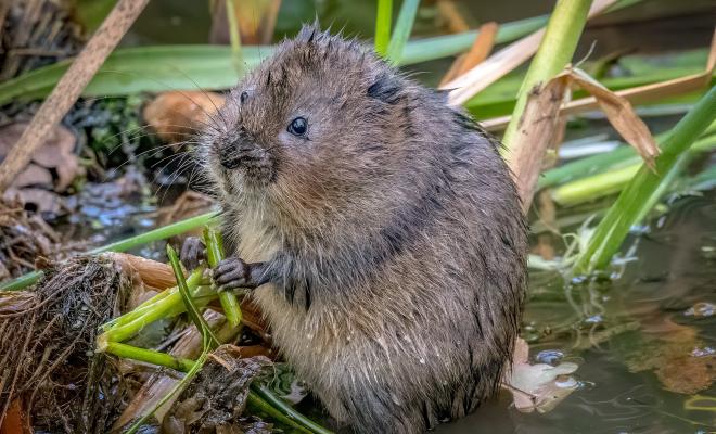 Close-up of water vole crouching in reeds