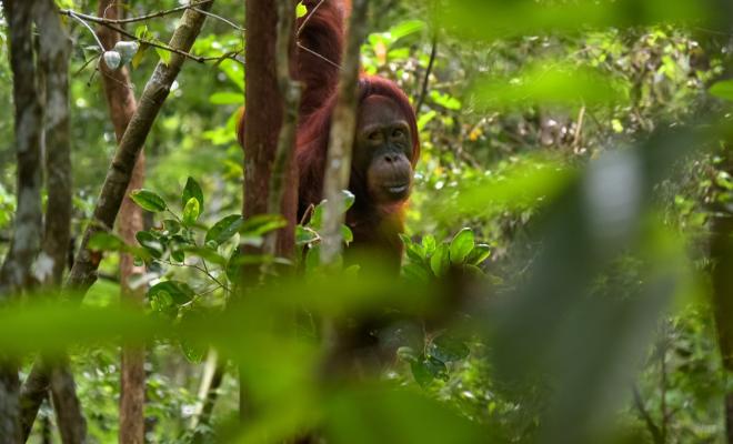 Orangutan in Indonesia