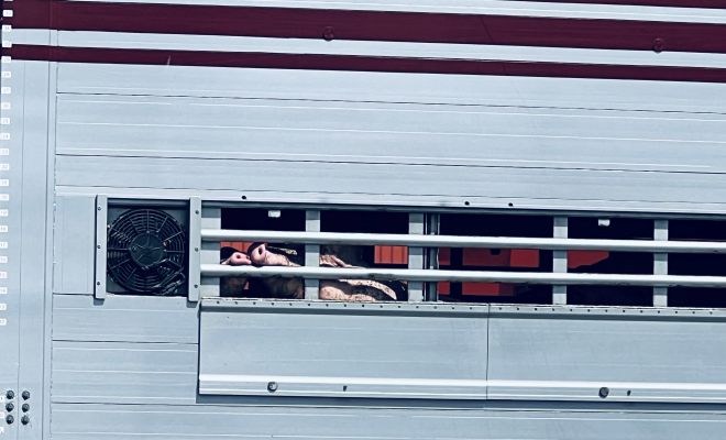 Two pigs' snouts can be seen through the bars of a slaughter truck.